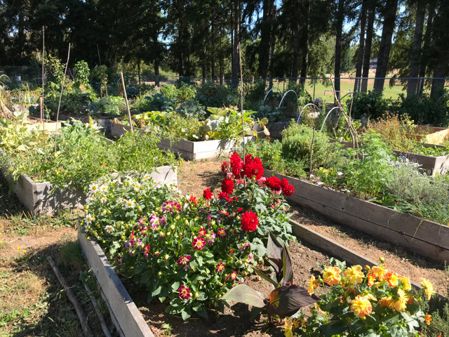 This is the community garden at Yauger Park in west Olympia.